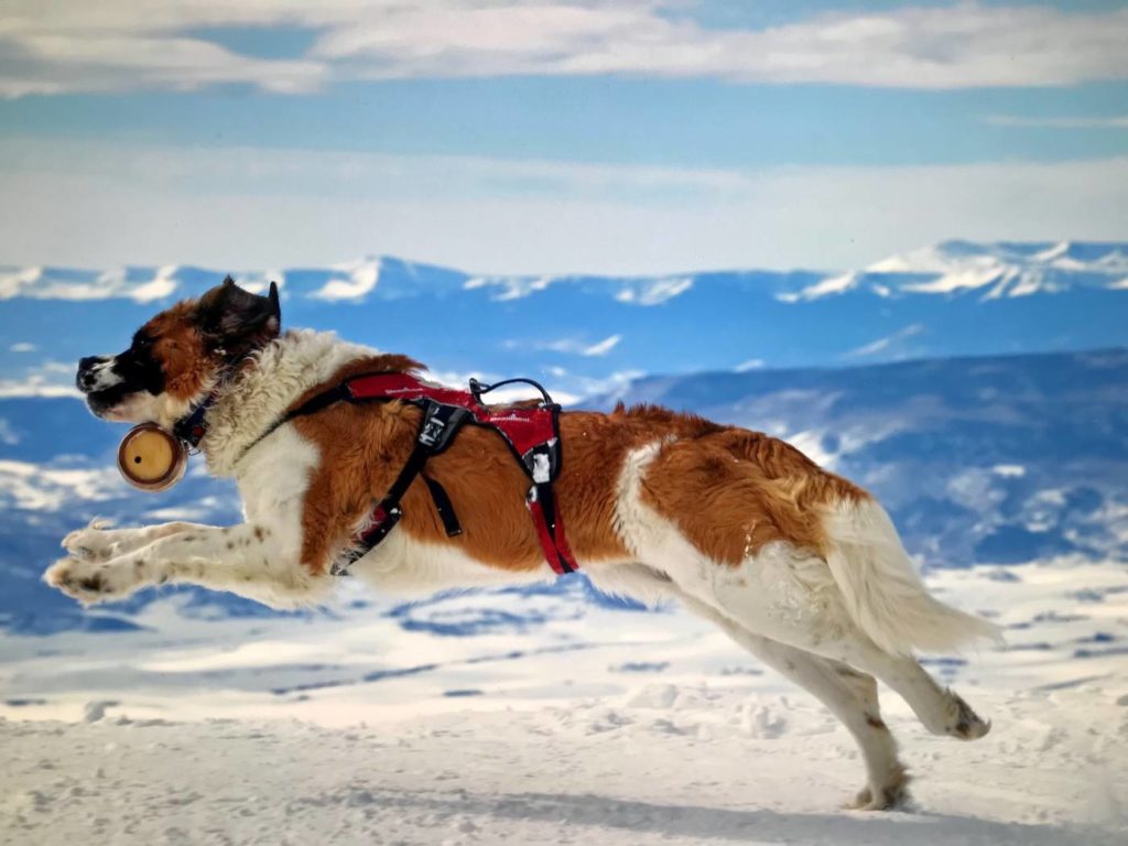 Powder, the 150-pound Saint Bernard, is Steamboat's official safety dog and helps spread the word about safe skiing and riding.