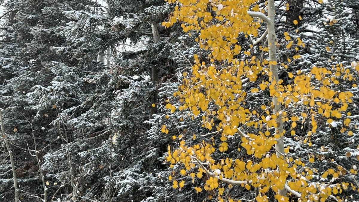 First Snow Aspen Tree