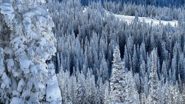 frosted trees at Steamboat Resort