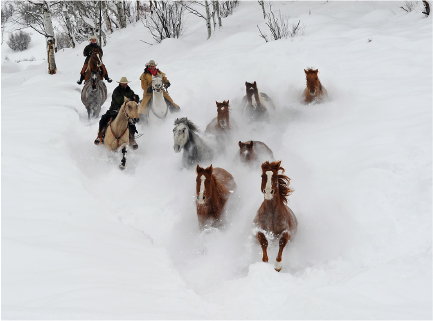 Ray Heid gathering horses in winter