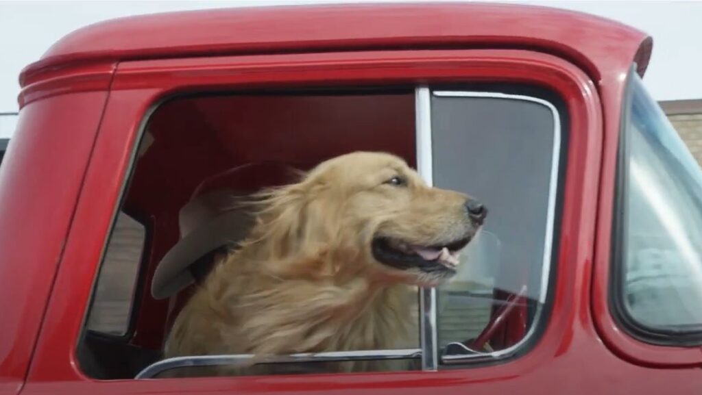 Golden Retriever riding in a Ford pickup truck.