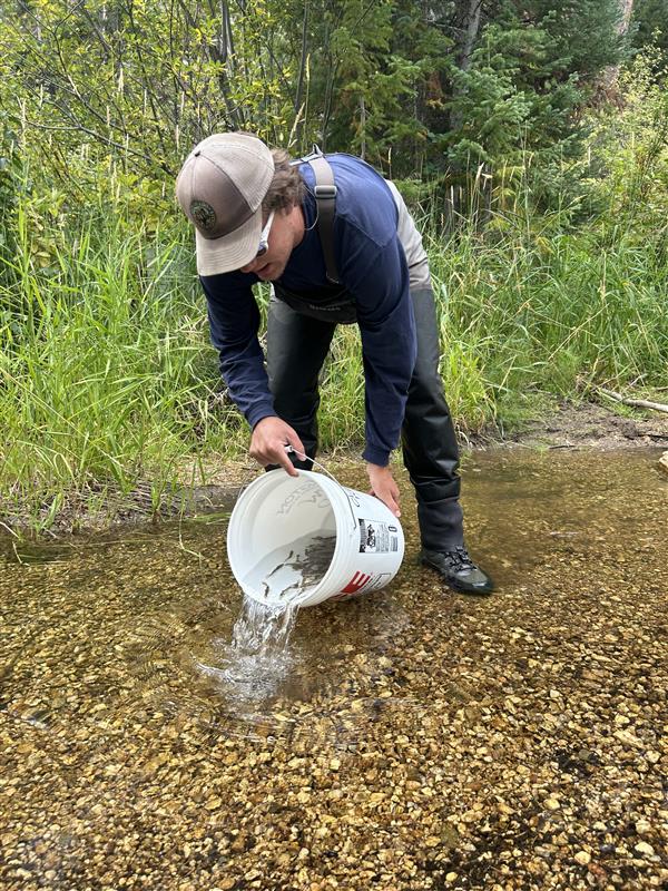 Restocking Burgess Creek