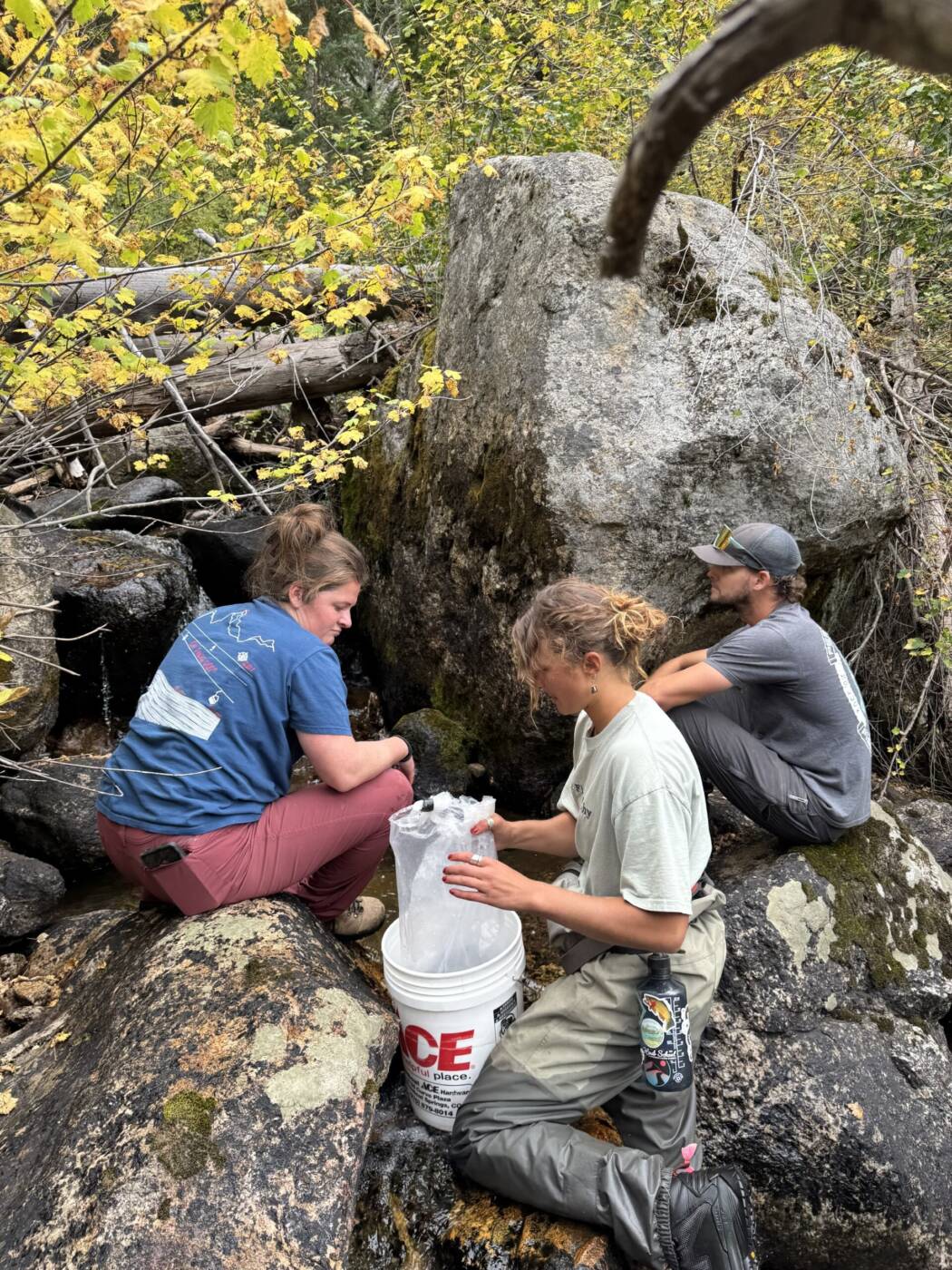 Restocking Burgess Creek