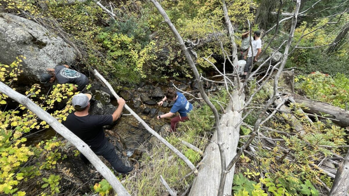 Restocking Burgess Creek