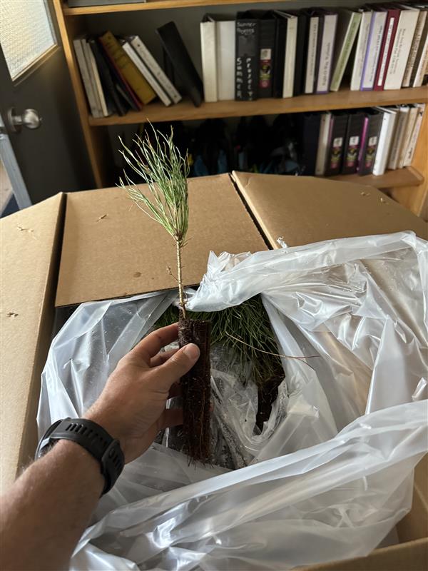 Lodgepole pine sapling in-hand.